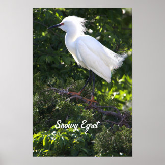 Snowy Egret Poster
