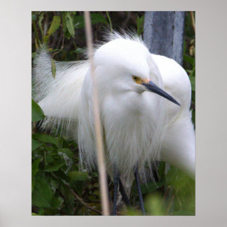 Snowy Egret Poster