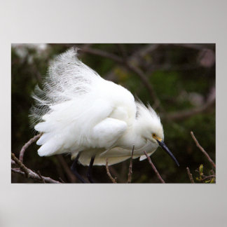 Snowy Egret Poster