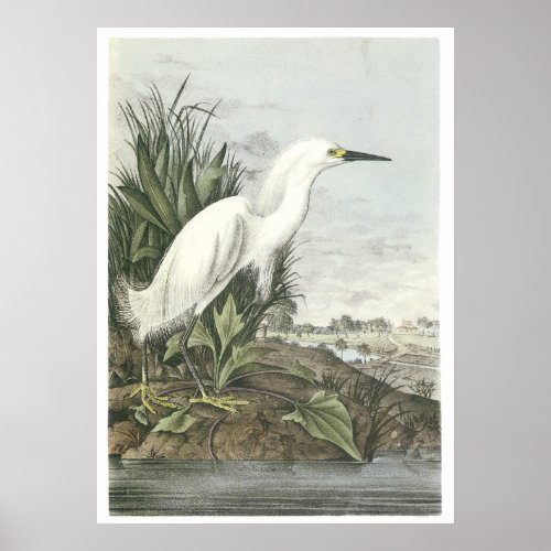 Snowy Egret Poster