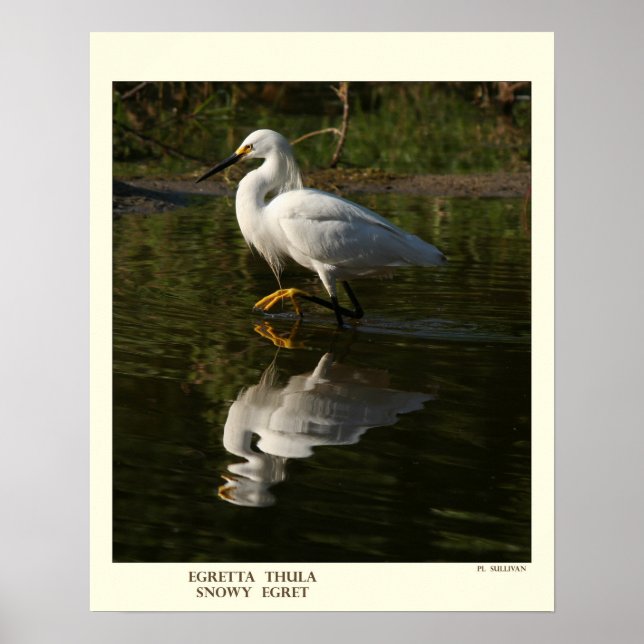 Snowy Egret Print (Front)