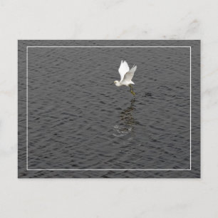 Snowy Egret Takeoff Postcard