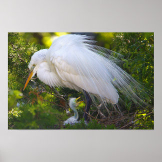Snowy Egret with Baby Poster