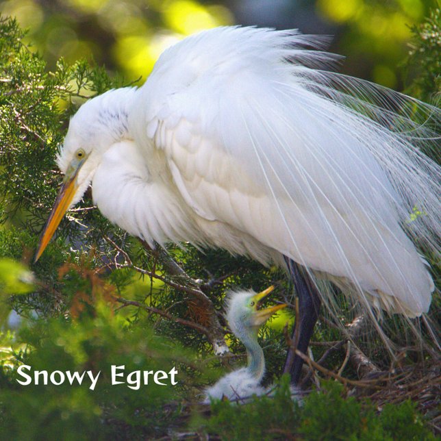 Snowy Egret with Baby Puzzle (Creator Uploaded)