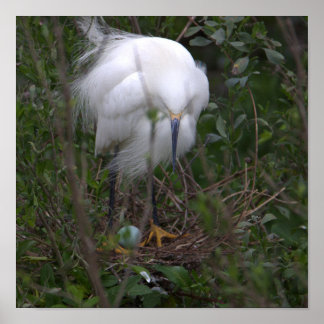 Snowy Egret with Egg Poster