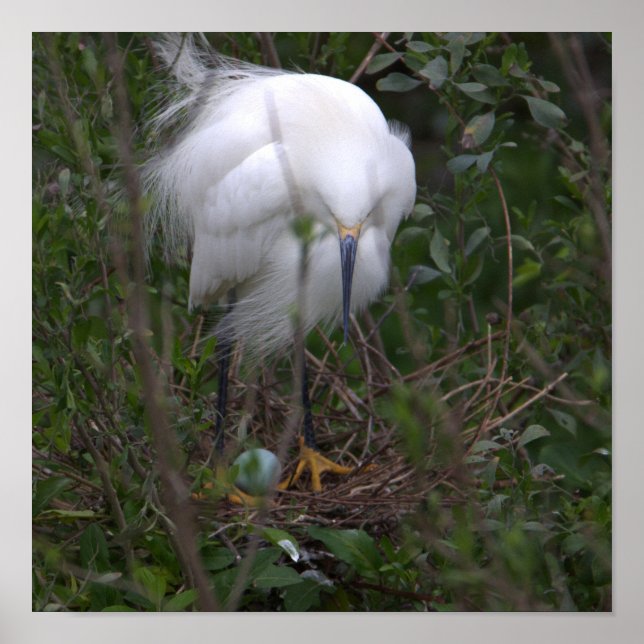 Snowy Egret with Egg Poster (Front)