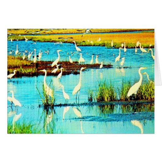 snowy egrets cards (Front Horizontal)