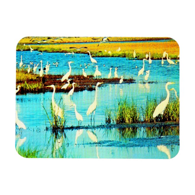 snowy egrets magnet (Horizontal)