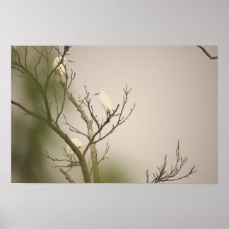 Snowy Egrets on Tree Poster