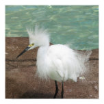 Snowy Egrets Poster