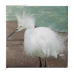 Snowy Egrets Tile