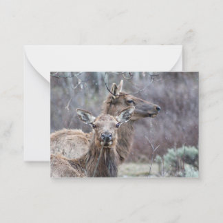 Snowy Elk Note Card