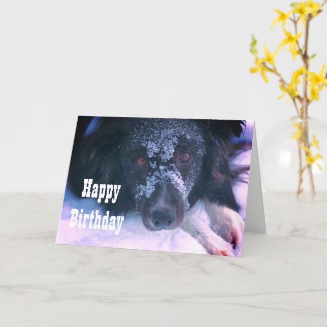 Snowy Faced Border Collie Cute Birthday Card (Yellow Flower)