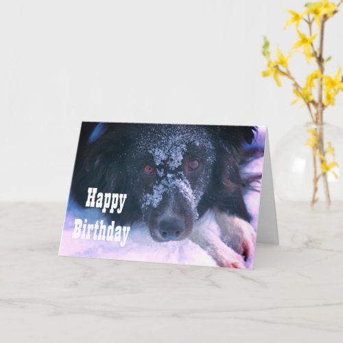 Snowy Faced Border Collie Cute Birthday Card