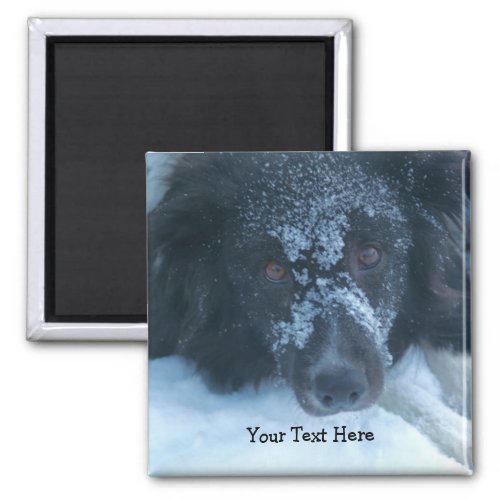 Snowy Faced Border Collie Cute Dog Magnet