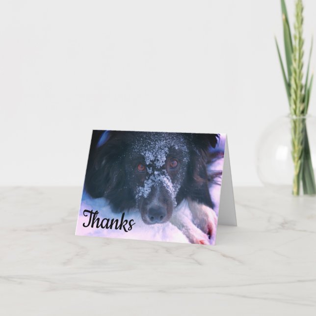 Snowy Faced Border Collie Cute Thank You Card (Front)