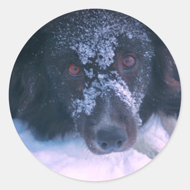 Snowy Faced Border Collie Dog  Classic Round Sticker (Front)
