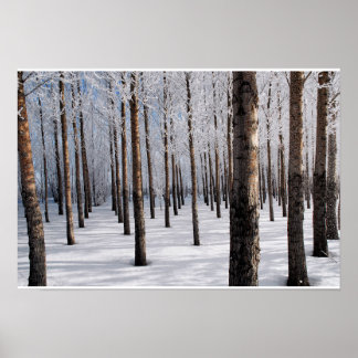 Snowy Fairy Tale Forest Poster