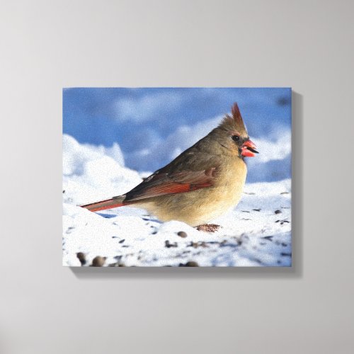 Snowy Female Cardinal 11x14 Canvas Print