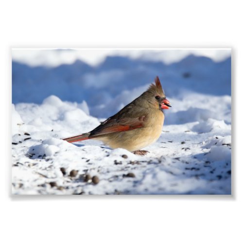 Snowy Female Cardinal 4x6 Photo Print