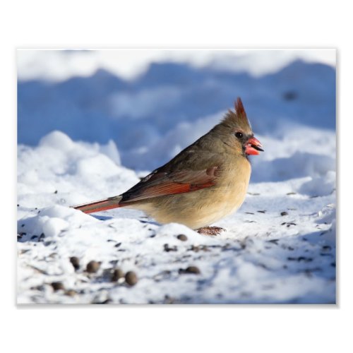 Snowy Female Cardinal 8x10 Photo Print