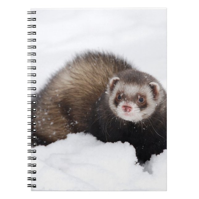 Snowy Ferret Notebook (Front)