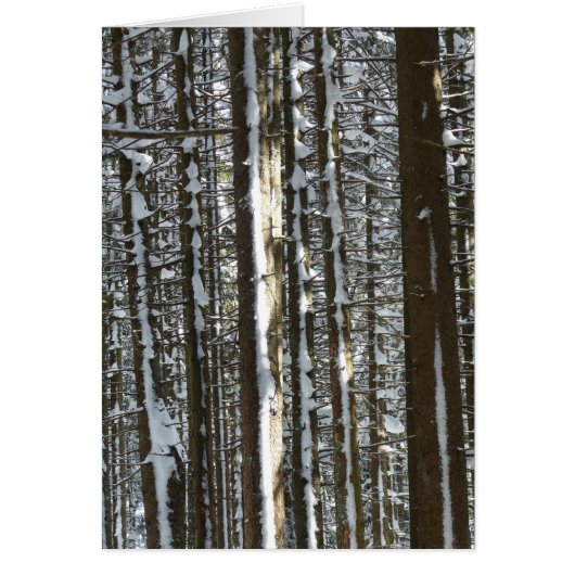 Snowy Fir Tree Cards (Front)