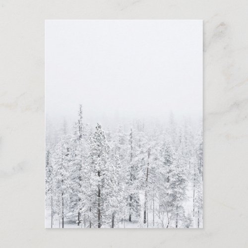 Snowy forest postcard