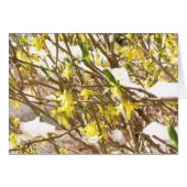 Snowy Forsythia (Front Horizontal)
