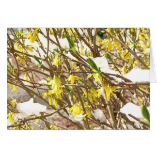 Snowy Forsythia Cards