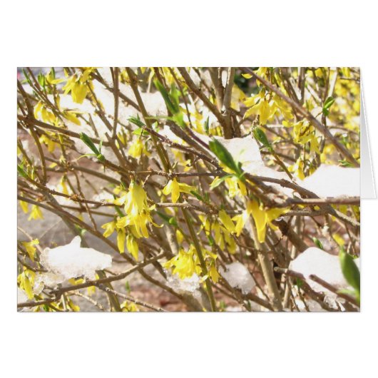 Snowy Forsythia Cards (Front Horizontal)