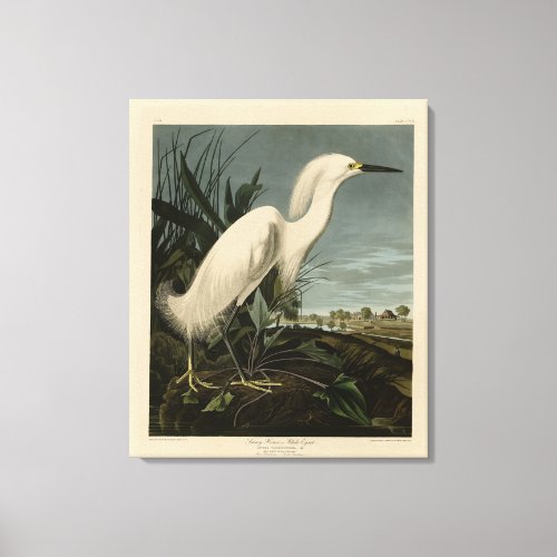 Snowy Heron Egret _ Audubons Birds of America Canvas Print