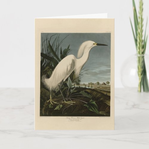 Snowy Heron Egret _ Audubons Birds of America Card
