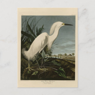 Snowy Heron (Egret) - Audubon's Birds of America Postcard