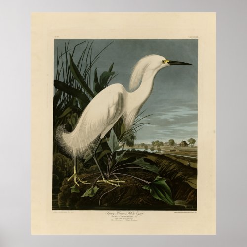 Snowy Heron Egret _ Audubons Birds of America Poster