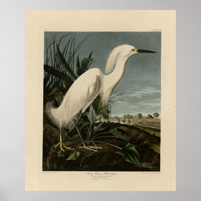 Snowy Heron (Egret) - Audubon's Birds of America Poster (Front)