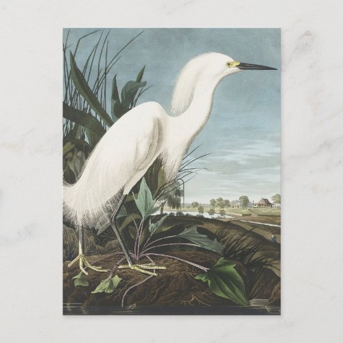 Snowy Heron or White Egret from Birds of America Postcard