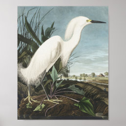 Snowy Heron or White Egret from Birds of America Poster