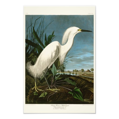 Snowy Heron White Egret Audubon Birds of America Photo Print