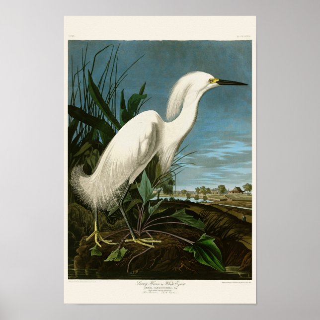 Snowy Heron White Egret Audubon Birds of America Poster (Front)