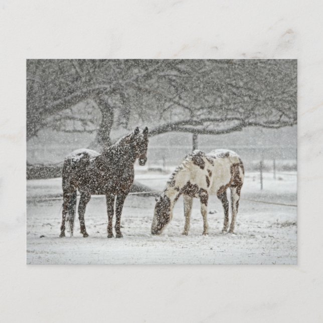 Snowy Horses Postcard (Front)