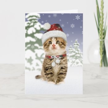 Snowy Kitten Christmas Cards by lamessegee at Zazzle