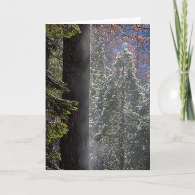 Snowy Mist in the Forest Card (Front)