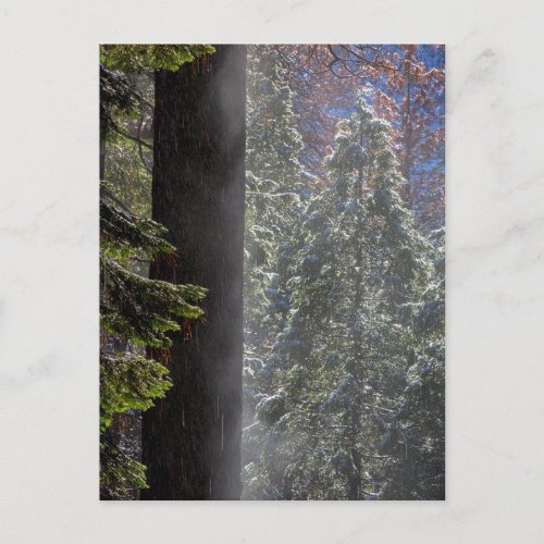 Snowy Mist in the Forest Postcard