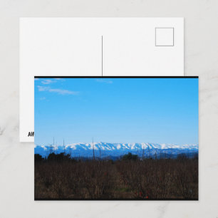 Snowy Mountains Behind Persimmon Field Postcard