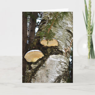 Snowy Mushrooms on Birch Tree Card