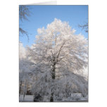 Snowy Oak at Zazzle