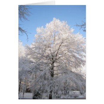 Snowy Oak by HeavensWork at Zazzle