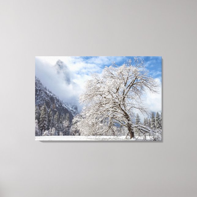Snowy Oak Canvas Print (Front)