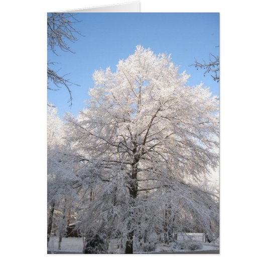 Snowy Oak Cards (Front)